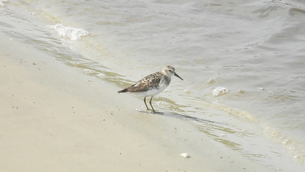 A lista revelou um declínio altamente preocupante nas populações de aves
