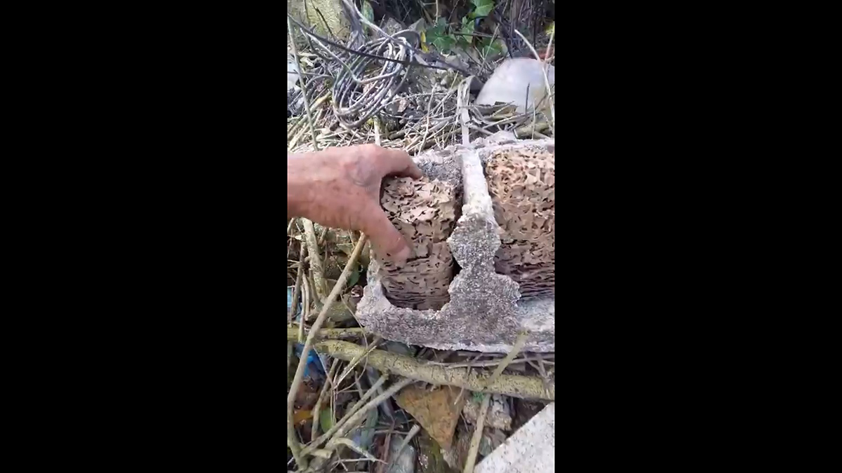 Dentro de dois blocos, o aposentado viu um ninho de cupim tomando todo o interior deles