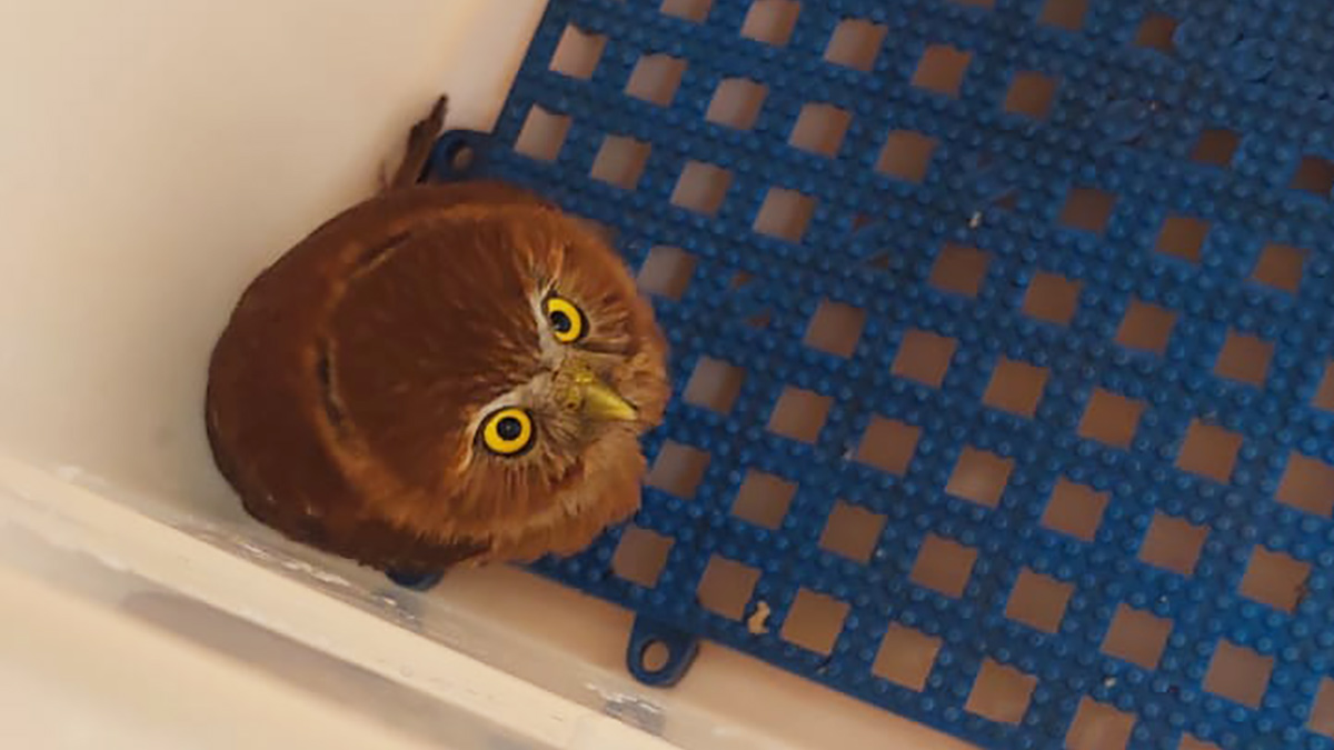 O Caburé (Glaucidium brasilianum) foi encontrado sem lesões aparentes por um morador, mas apresentava desorientação e dificuldades para alçar voo