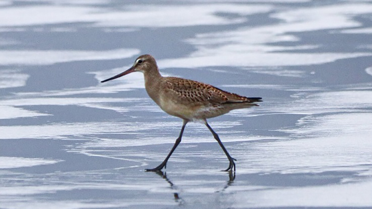 As aves limícolas são um grupo de espécies aquáticas que utilizam zonas entremarés