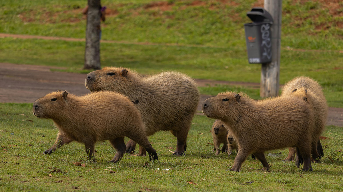 As capivaras foram encontradas mortas na Ilha Anchieta, no município de Ubatuba