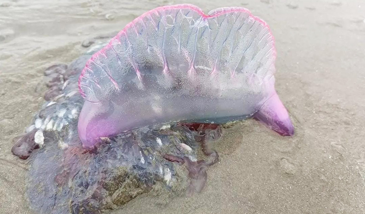 O biólogo e observador de aves, Fábio Barata, avistou diversas caravelas-portuguesas em Peruíbe