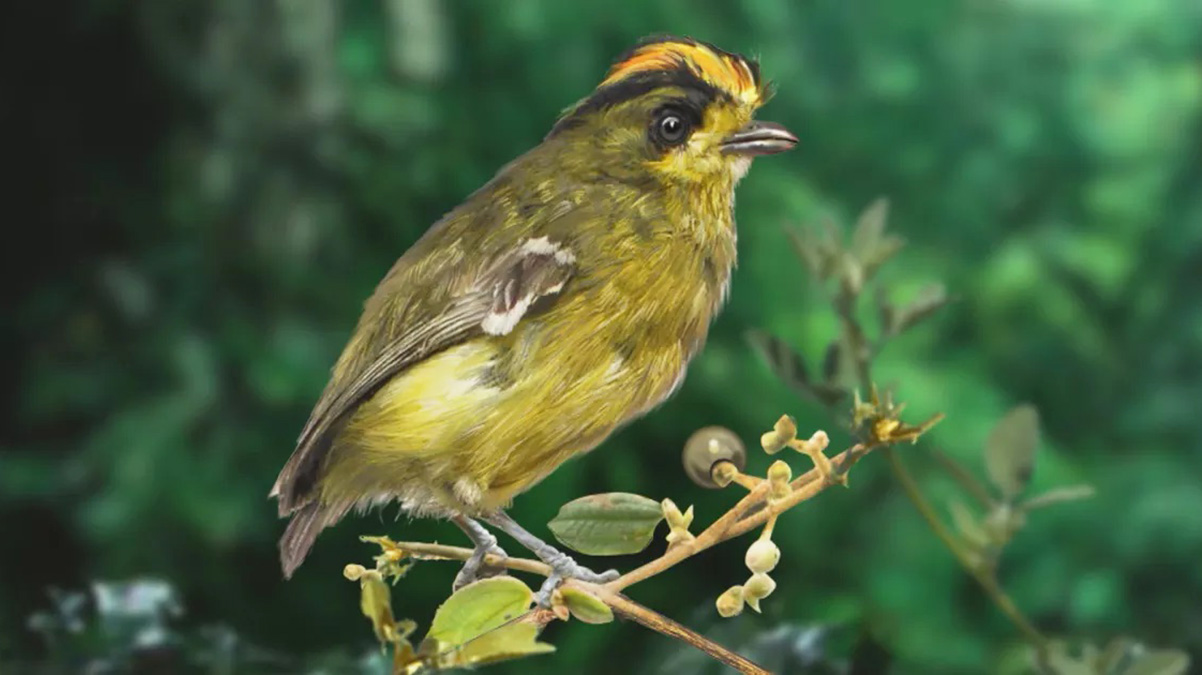 O Tietê-de-coroa (Calyptura cristata) é considerado um dos maiores enigmas da avifauna sul-americana
