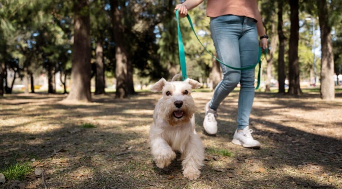 o objetivo do evento é chamar a atenção da comunidade para a importância dos cuidados responsáveis com os animais