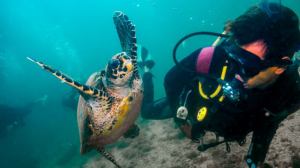 Com um litoral extenso e diversificado, o turismo náutico é um dos destaques da região