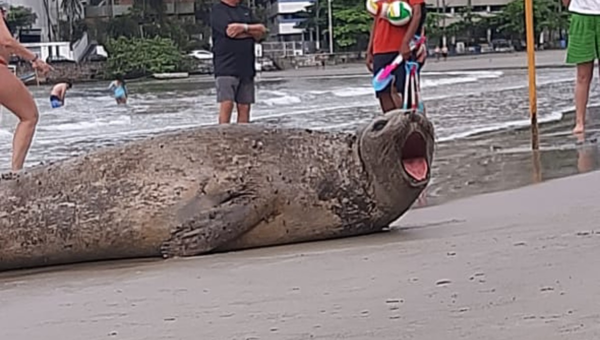 O flagra foi feito por Maria Vitória, que teve a sorte de presenciar o leão-marinho "se exibindo"