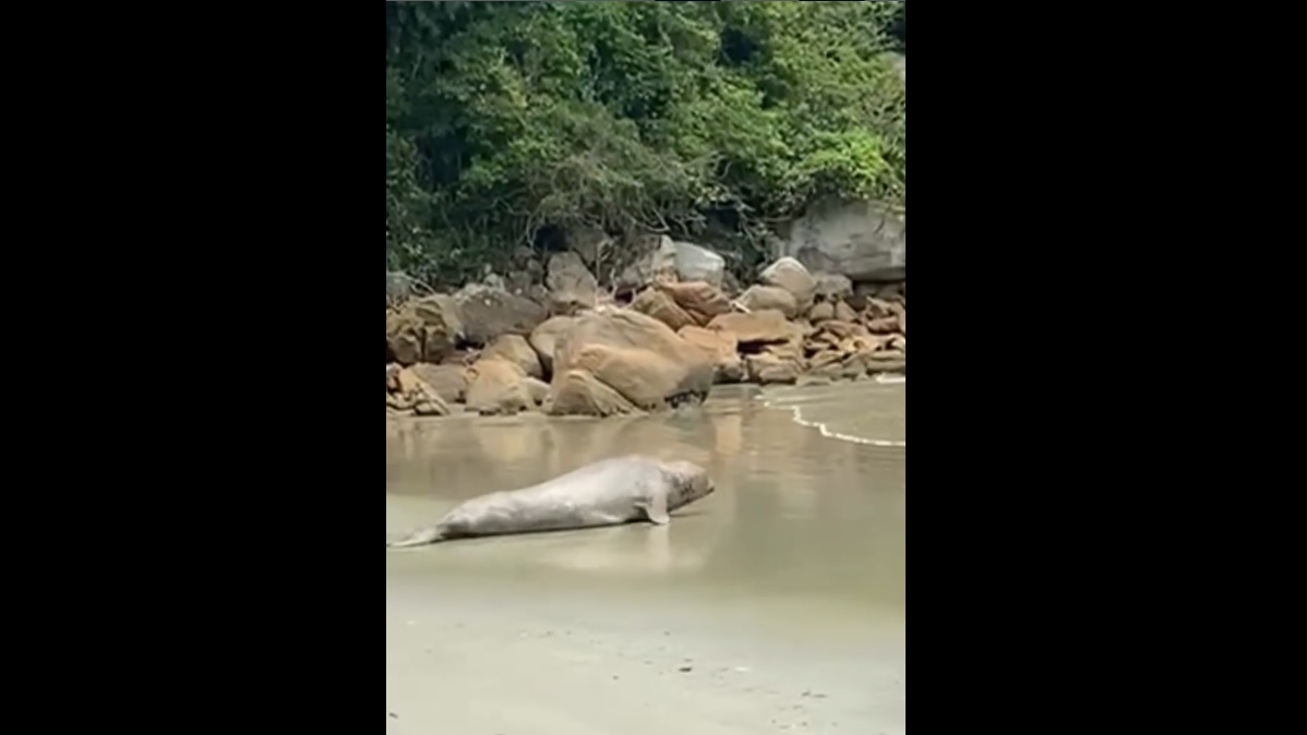 Após ser atendido e examinado pela equipe, o elefante-marinho conseguiu retornar ao mar sozinho