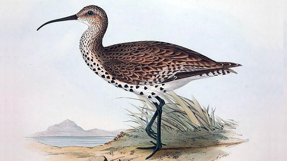 A espécie era migratória e transitava entre o norte da África, oeste da Ásia e Europa continental