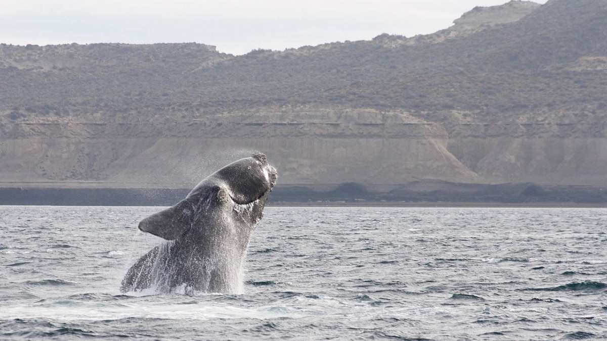 71 baleias foram encontradas mortas neste começo do mês