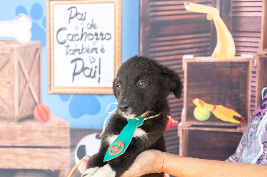 Todos já saem vacinados, vermifugados e chipados