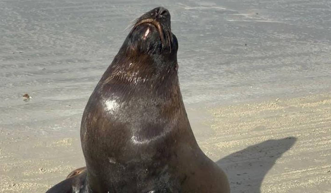 Leão-marinho é flagrado pegando um bronze em Guarujá na manhã desse domingo