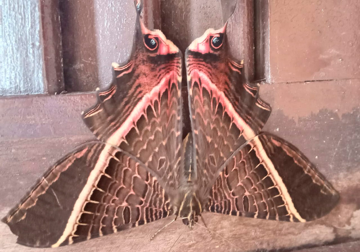 O nome da espécie é Mania lunus, bicho que não possui um nome popular conhecido