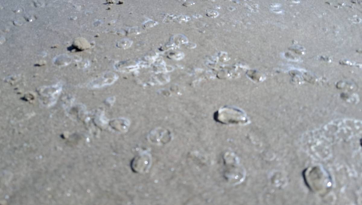 O nome popular deste bichinho é "Salpa"