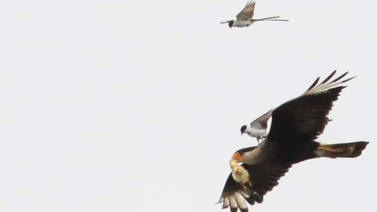 O autor do clique disse que tirou a foto sem muita pretensão, pois ele só queria saber qual era o bicho que o Gavião carregava no bico