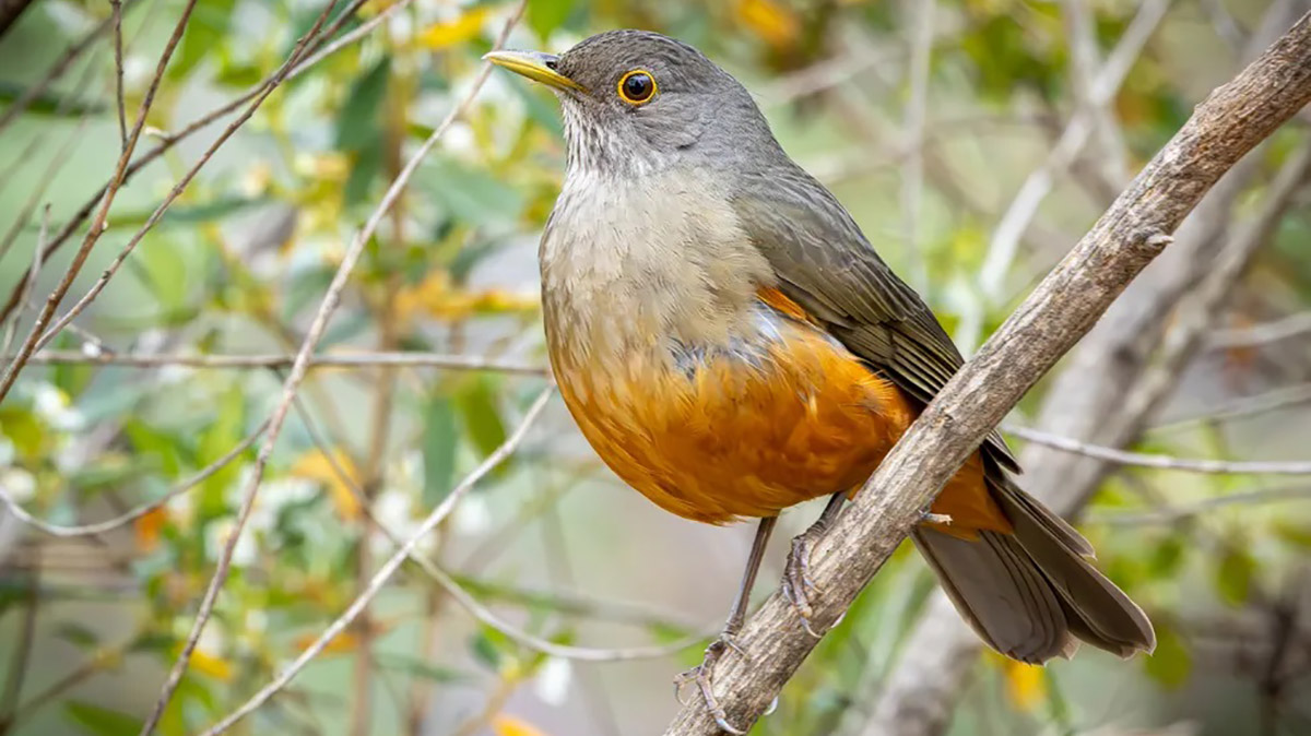 Presente do Maranhão ao Rio Grande do Sul, é o sabiá mais conhecido do Sudeste