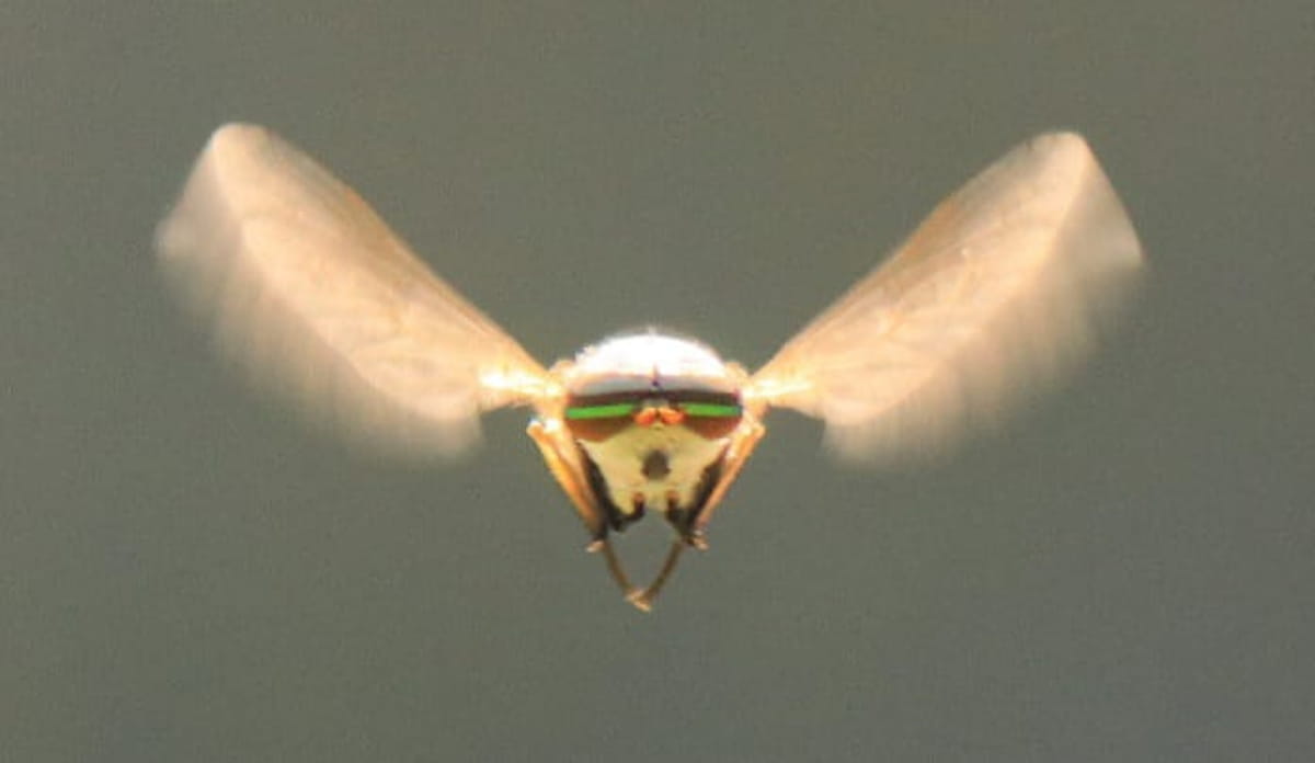 O termo mutuca significa picar, furar, cutucar, pungir