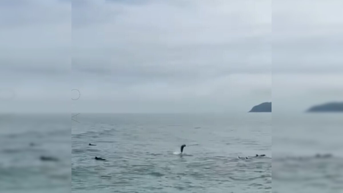 Golfinhos avistados na Bacia de Santos