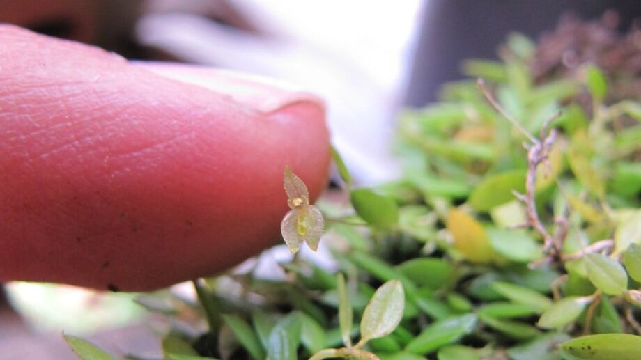 Essa delicada espécie se tornou um dos principais atrativos do recém-inaugurado Orquidário Municipal de Bertioga