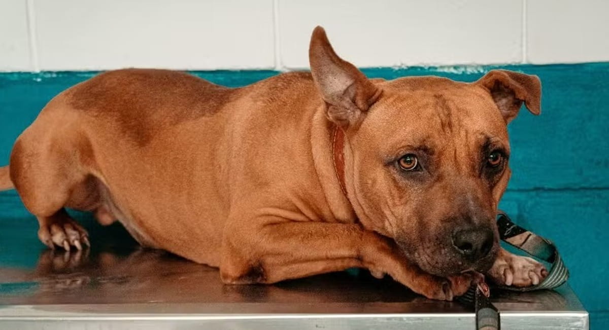 Ao todo, são 107 cães e 52 gatos