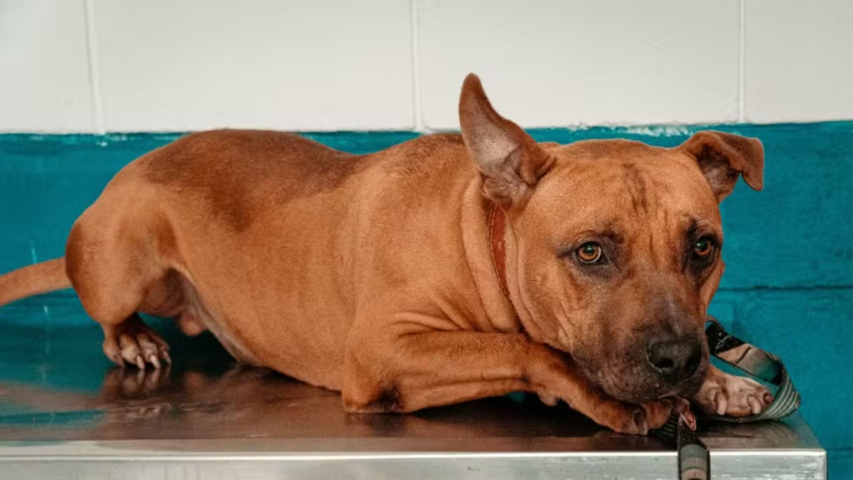 São 107 cães e 52 gatos disponíveis para adoção, todos vacinados, castrados e vermifugados