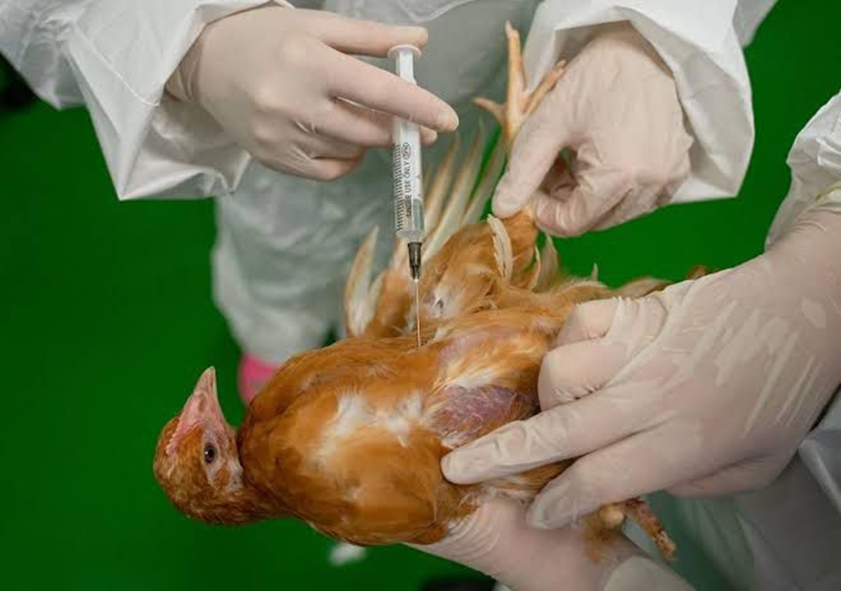 Lenda dos hormônios aplicados aos frangos surgiu na década de 70