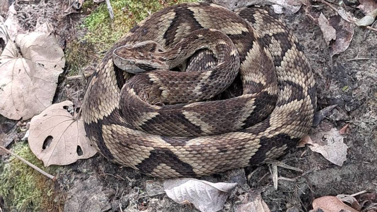 Se o título dessa matéria lhe causou algum tipo de alarme, fique tranquilo, pois ela foi registrada dentro de uma área preservada