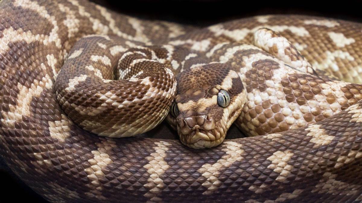 Na ocasião, ela apareceu após as enchentes em uma via, no sul da Tailândia