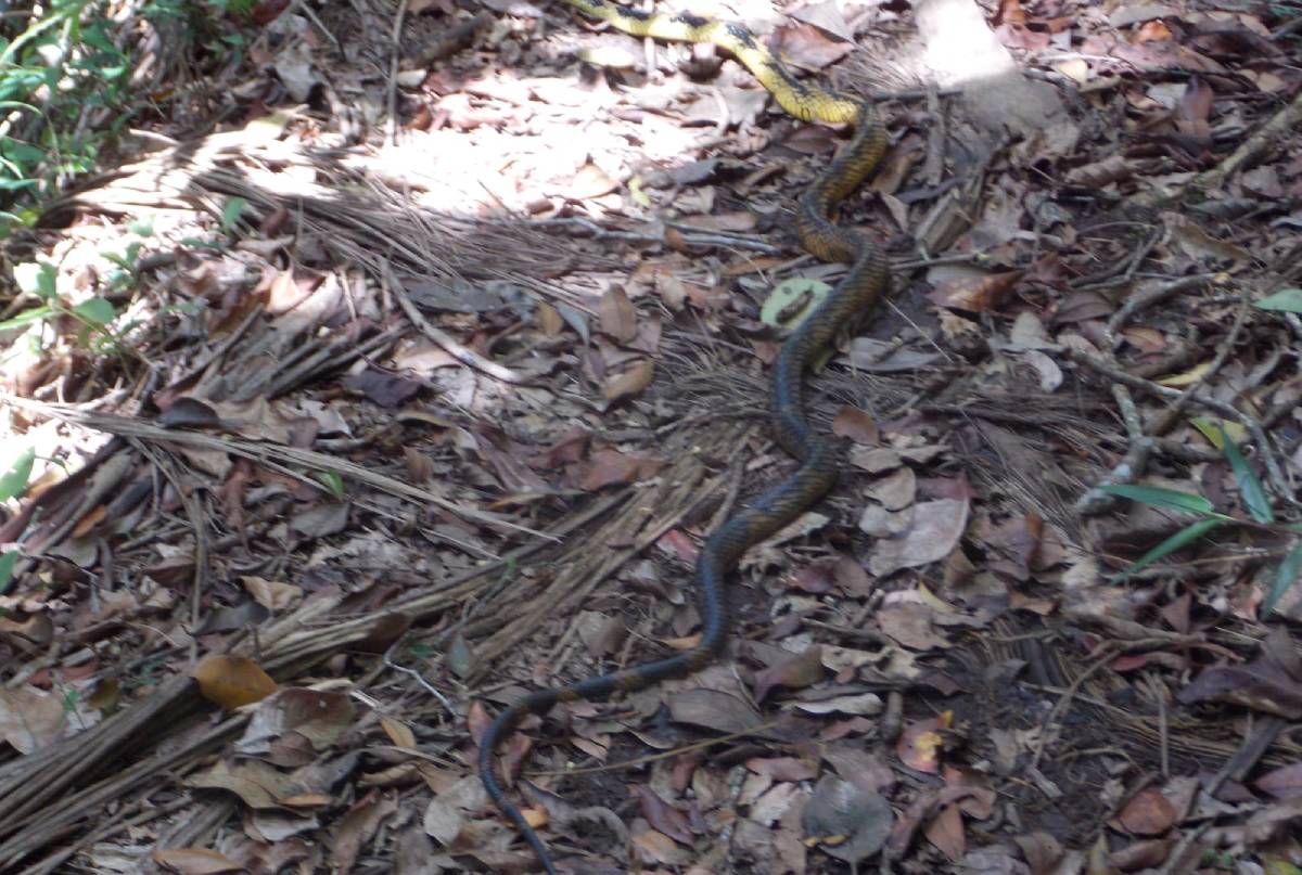 De acordo com a bióloga, Lígia Amorim, que trabalha no Butantan, a cobra filmada é inofensiva