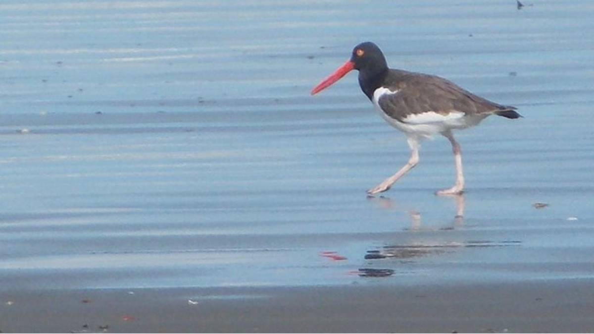 Uma ave limícola que apresenta uma particularidade em Peruíbe
