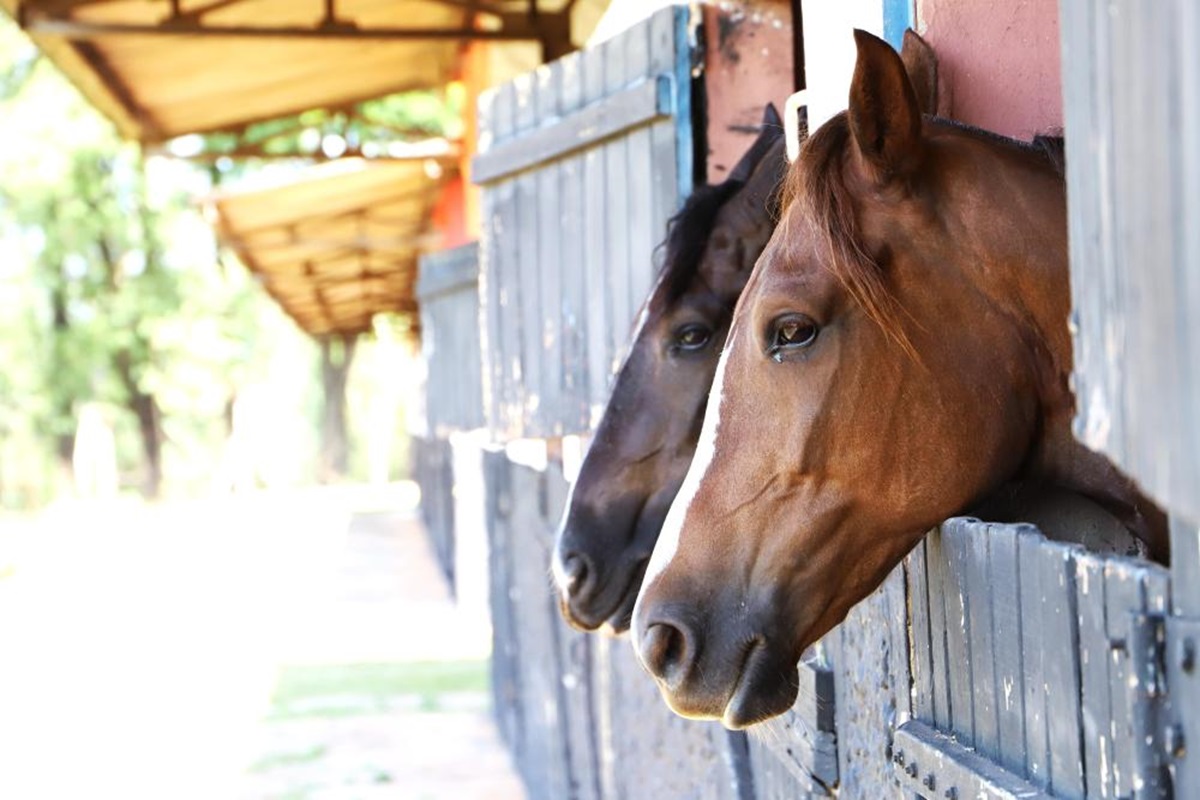 Com o passaporte, o criador poderá movimentar seus rebanhos de equinos para áreas livres dentro do Estado