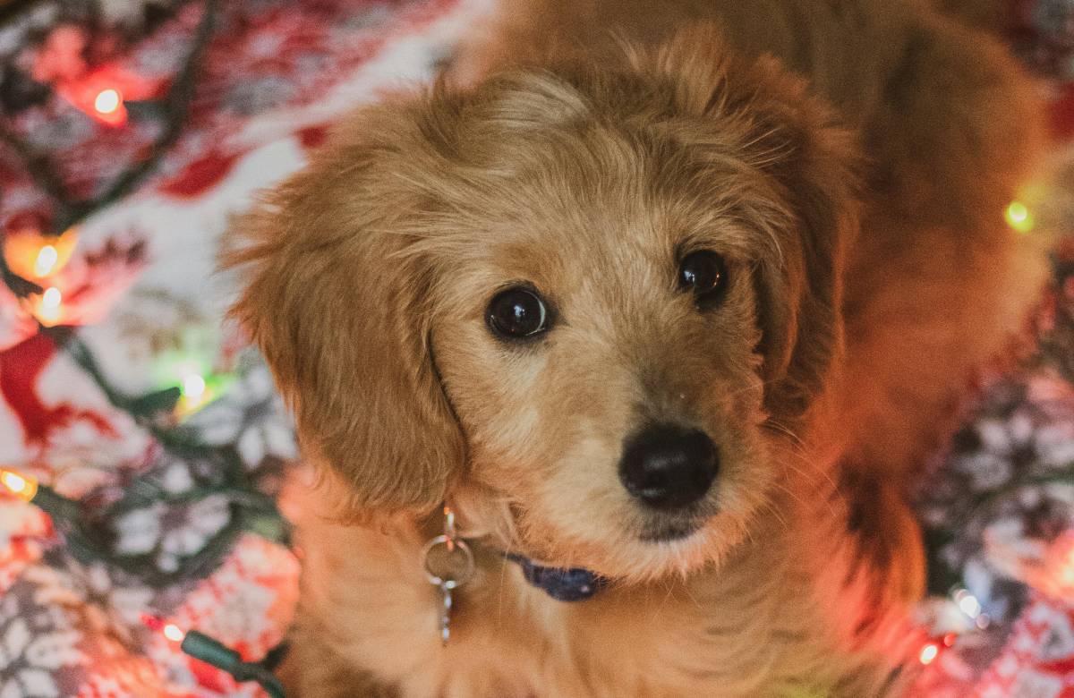 Para os pets, a alimentação precisa ser adequada em nutrientes