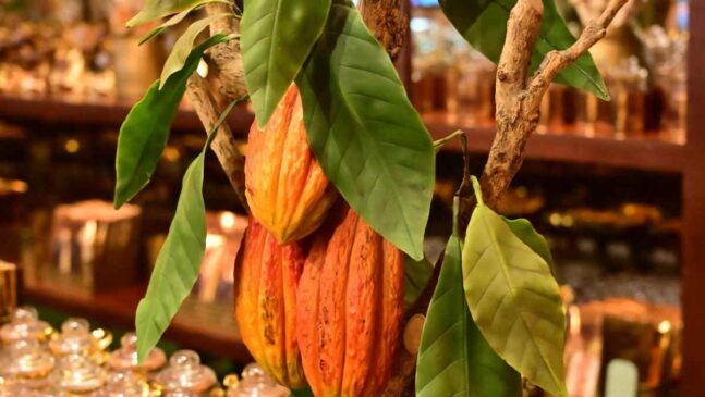 No ano passado, os preços do cacau bateram recorde