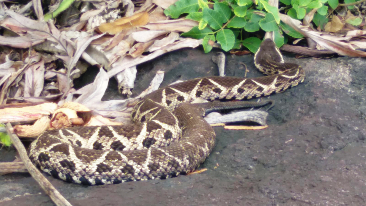 A Jararacuçu (Bothrops jararacussu) é uma víbora venenosa da família dos viperídeos