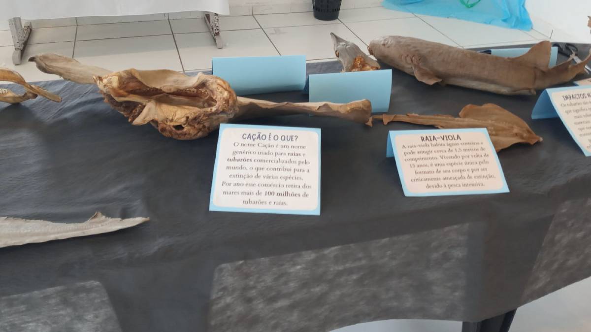 Interessados em conhecer o trabalho da artista Bianca podem acessar o Instagram @bialouzada e o @cienciart