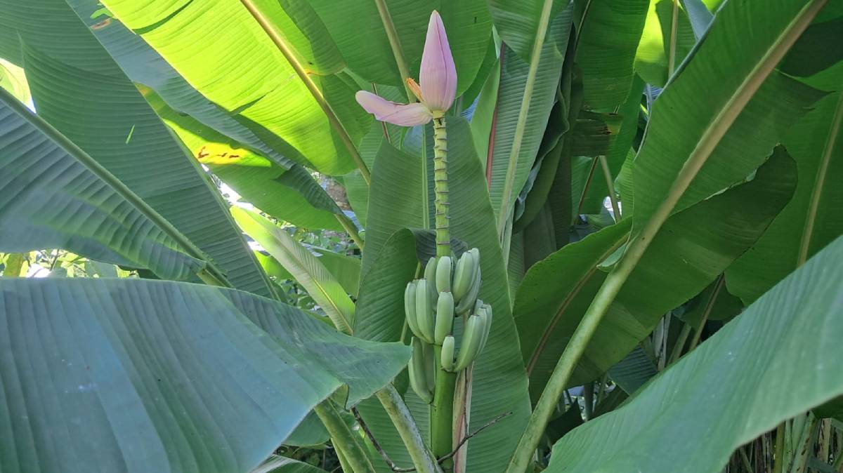 Outros nomes conhecidos são Banana-de-macaco, Pangeia e banana-flor