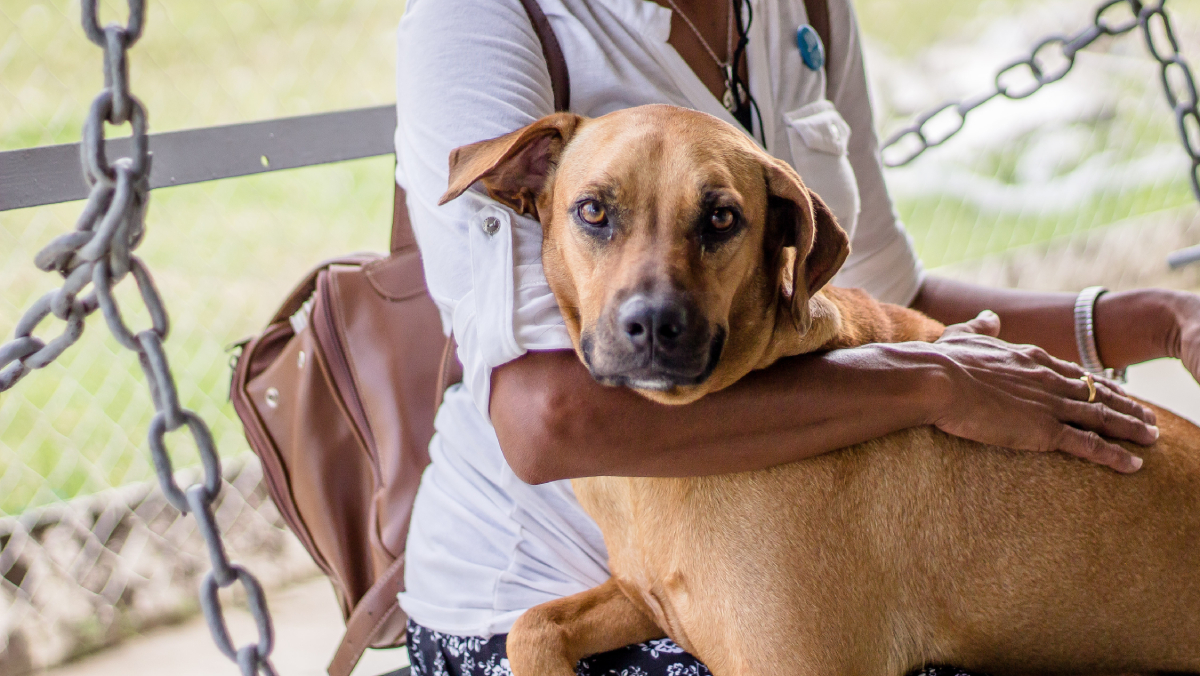 Os interessados em conhecer algum dos animais para adoção devem comparecer à Ubasa Centro