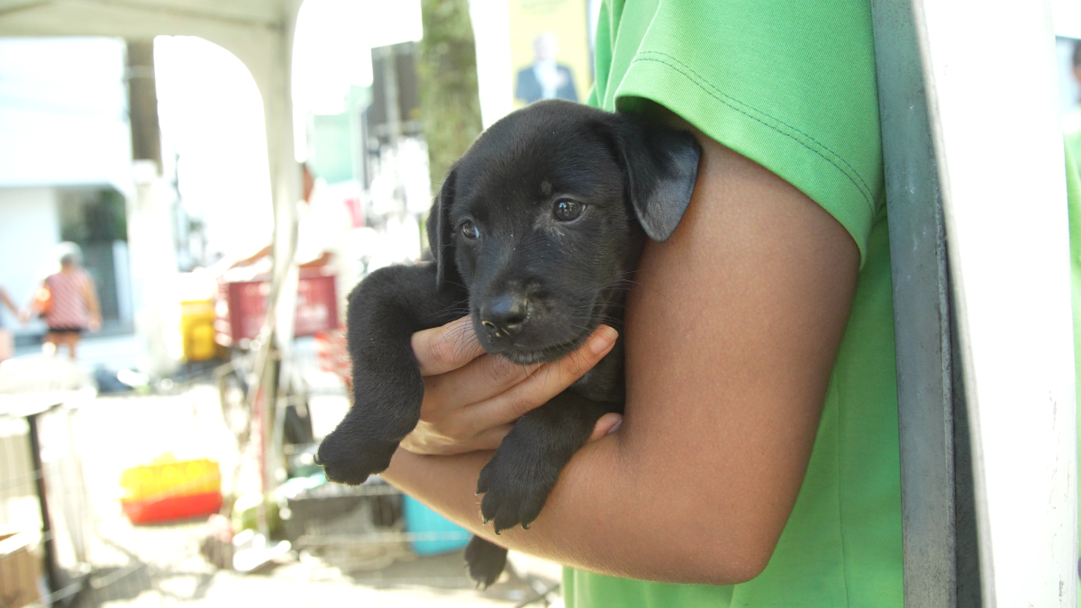 Atualmente há 10 animais para adoção