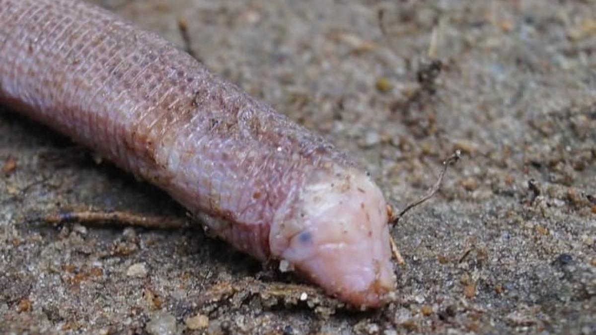 Cobra-de-duas-cabeças (Leposternon microcephalus) não é propriamente uma cobra, não tem duas cabeças como é popularmente conhecida