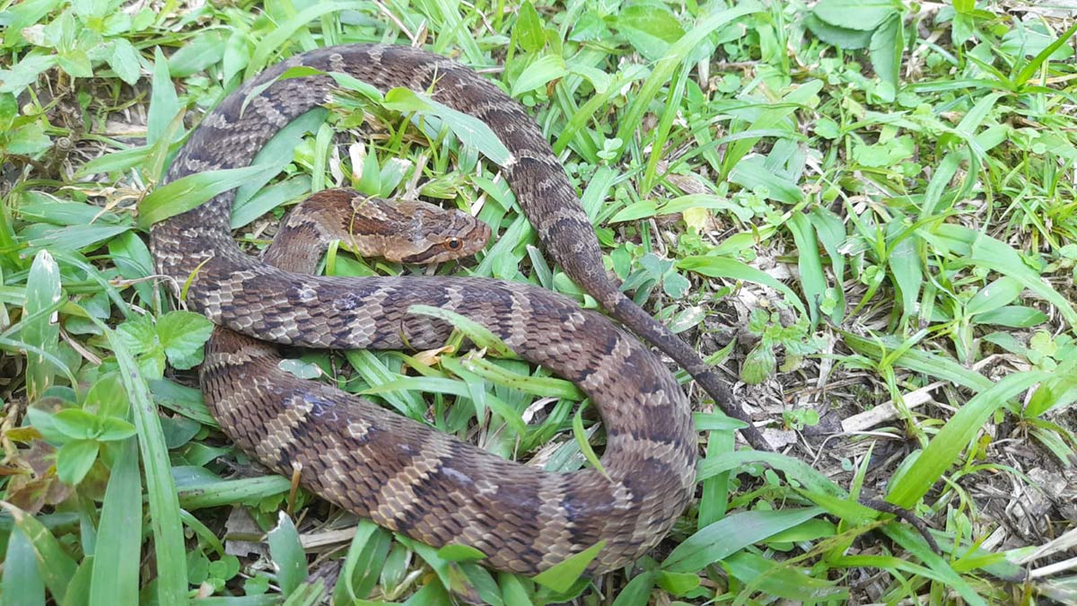 A Jararaquinha ou Falsa-jararaca (Xenodon neuwiedii) foi fotografada em Peruíbe