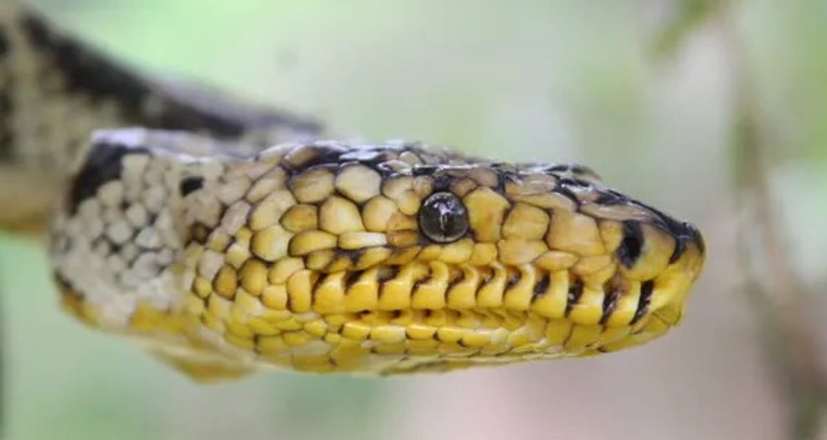 A cobra é considerada rara, ameaçada de extinção e muito difícil de ser encontrada na natureza
