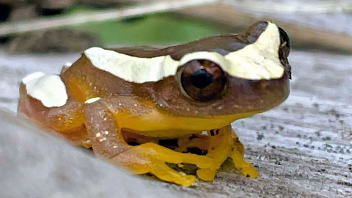 A perereca fotografada vive mais em áreas abertas, ocorrendo desde o nível do mar até próximo de 2000 m de altitude