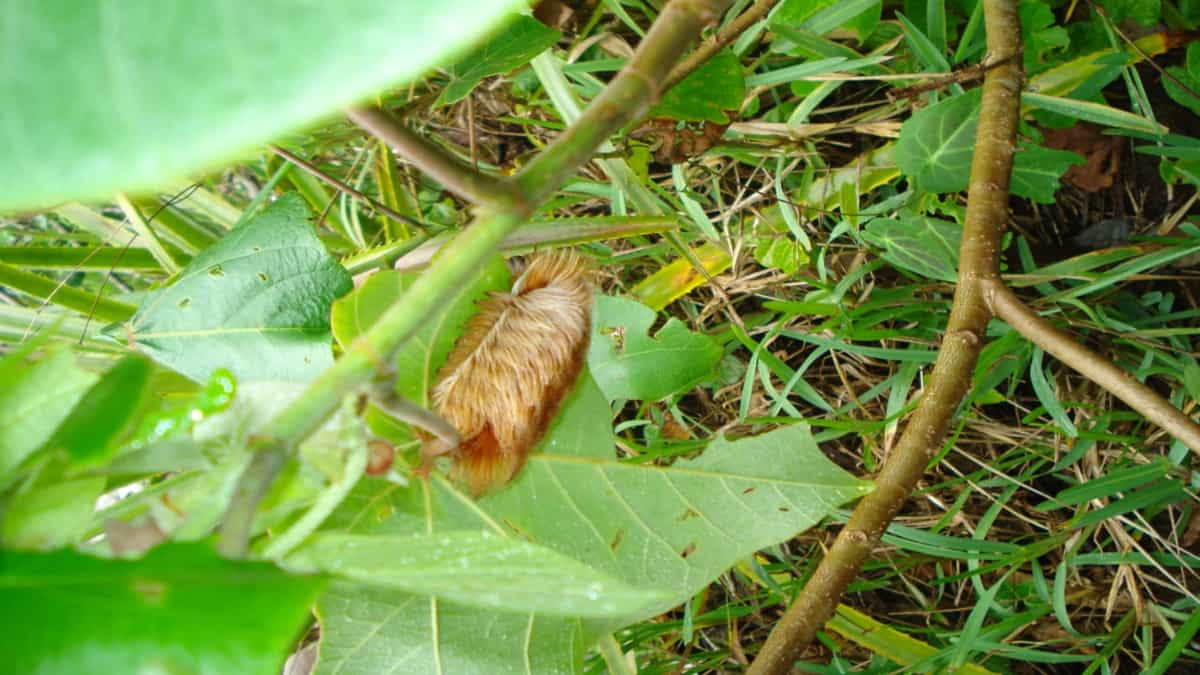 Quem tiver contato e precisar de ajuda, o tratamento precisa ser feito por um médico