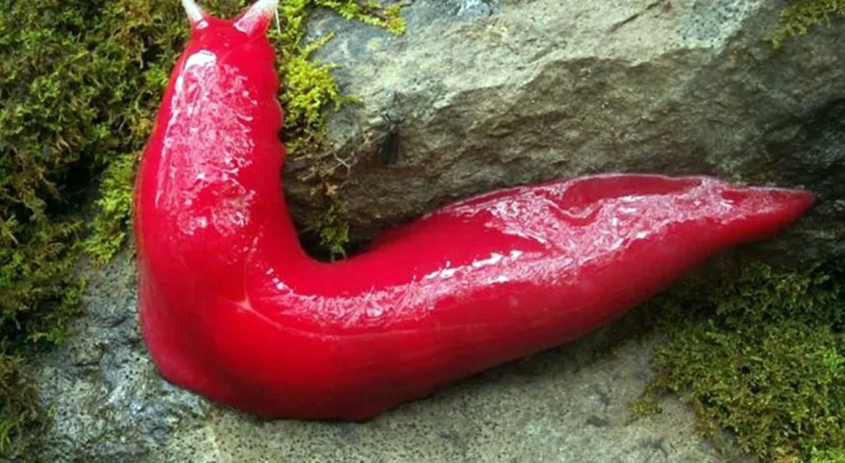 A espécie exótica conhecida como Triboniophorus graeffi