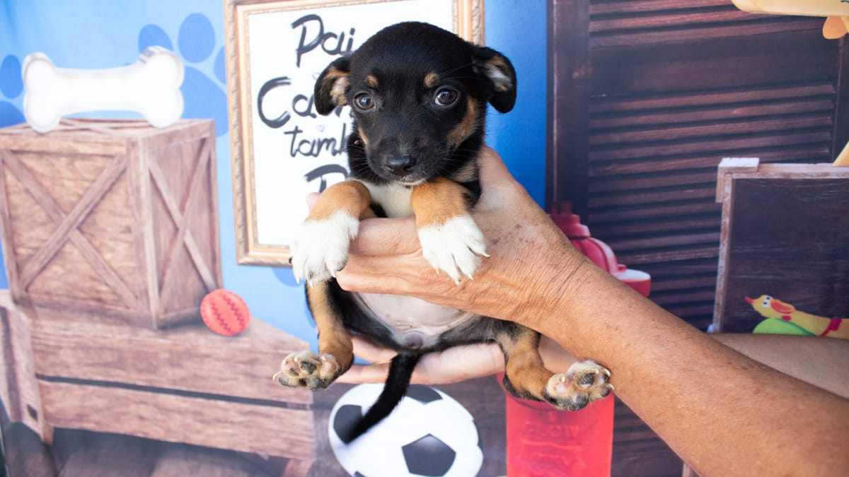 Interessados em adotar um animalzinho, devem se atentar as condições impostas