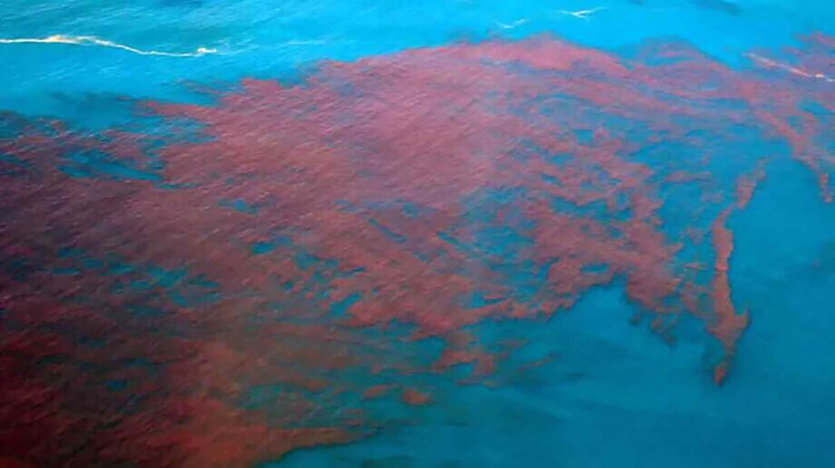 O fenômeno 'maré vermelha' tem sido observado no litoral norte de São Paulo