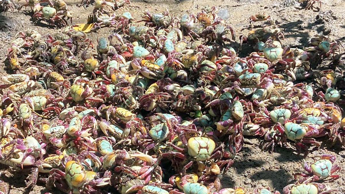 Captura irregular é crime ambiental e respeitar a andada é garantir que os caranguejos continuem nos manguezais