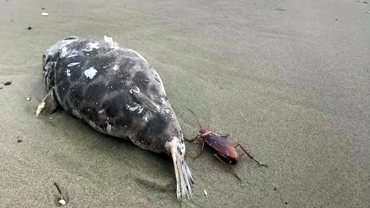 Centenas de baratas mortas foram encontradas na praia do Canto do Forte, em Praia Grande