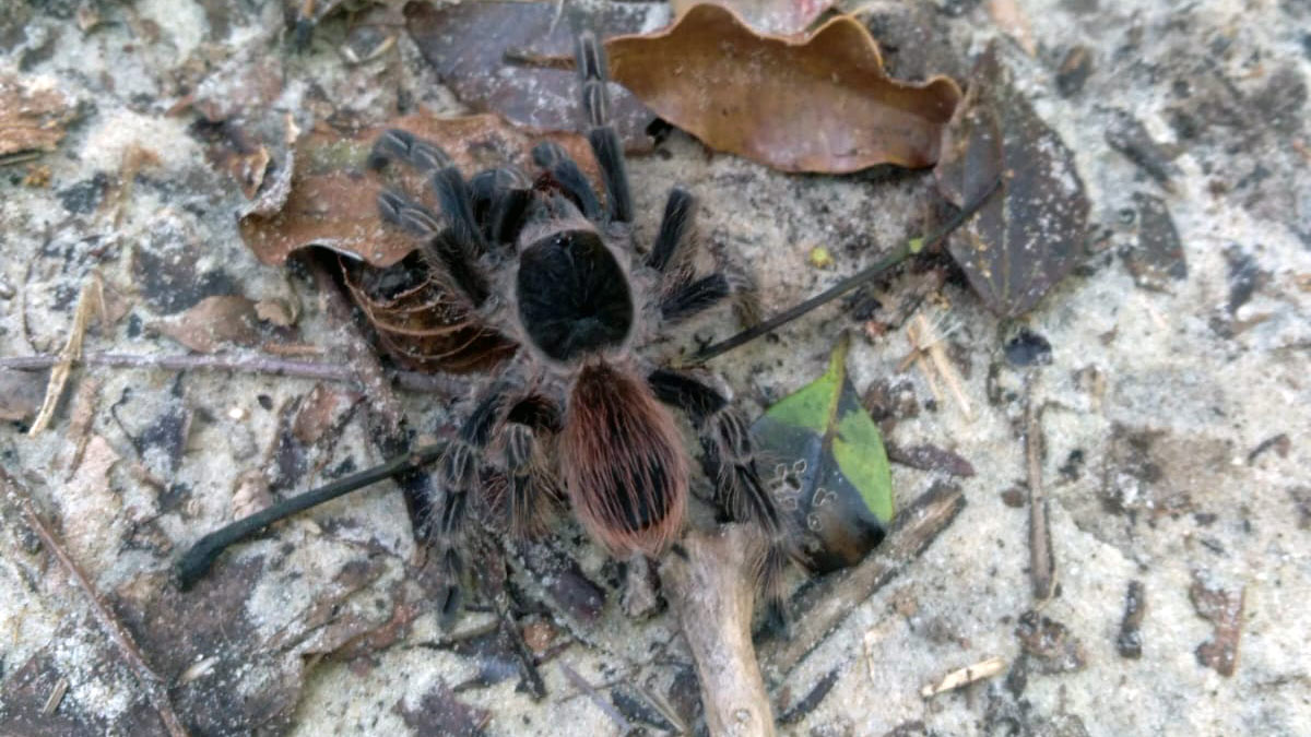 Apesar do tamanho, as Tarântulas não produzem toxinas nocivas aos humanos