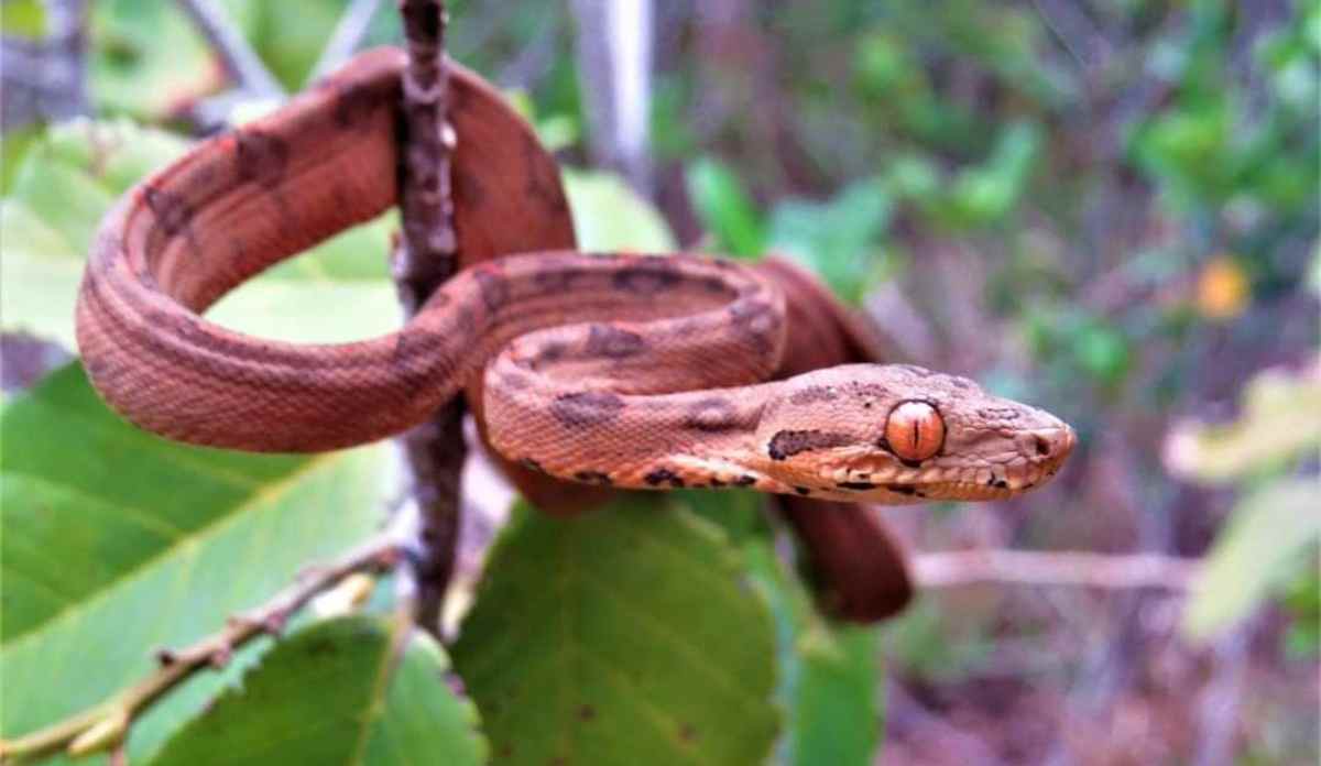 Essa cobra vive em praticamente toda a Bacia Amazônica