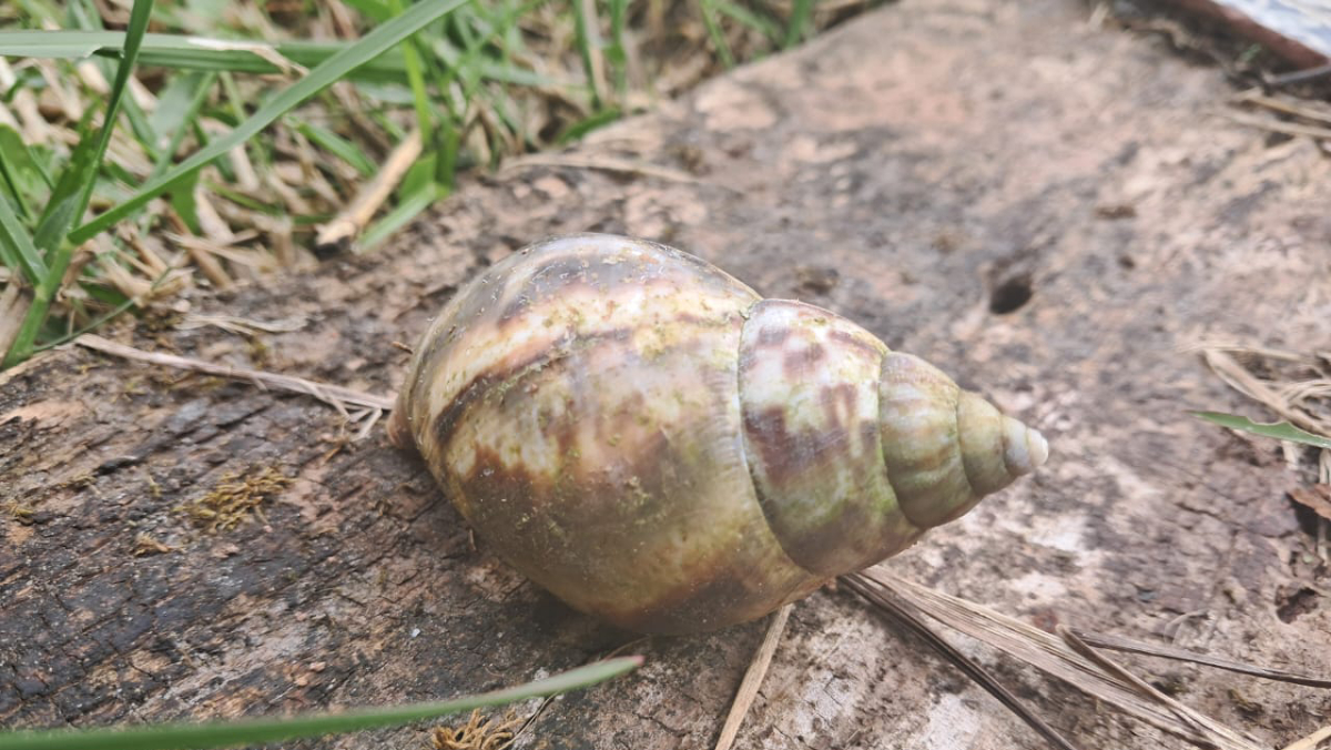 De acordo com os dados divulgados, foram coletados 2.600 moluscos